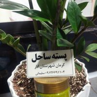 کره پسته ساحل|خوردنی و آشامیدنی|تهران, ولنجک|دیوار