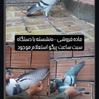 کبوتر جاده مابقه رفته|پرنده|گنبد کاووس, |دیوار