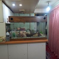 اکواریوم ماهی|ماهی|تهران, پاسداران|دیوار