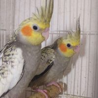 عروس هلندی مرواریدی|پرنده|علی‌آباد کتول, |دیوار