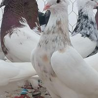 طوقی|پرنده|گنبد کاووس, |دیوار