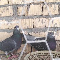 نرو ماده مسافتی|پرنده|فسا, |دیوار
