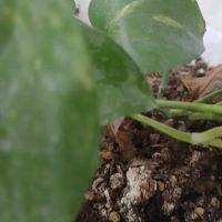 بلوار-طلاییه-شرقی-فروش-زمین