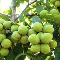 فروش نهال گردو ژنوتیپ آرال باگیرایی بالا|خدمات باغبانی و درختکاری|ایلام, |دیوار