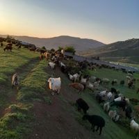 گوسفند و بره نژاد مغان|حیوانات مزرعه|کلاردشت, |دیوار