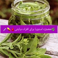 نهال گیاه استویا|گل و گیاه طبیعی|تهران, آبشار تهران|دیوار