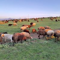 گوسفند و بره نژاد مغان|حیوانات مزرعه|کلاردشت, |دیوار