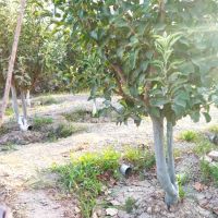 باغچه-احمد-آباد-دشت-بهشت