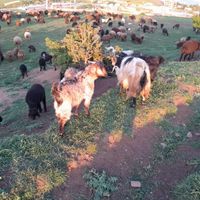 گوسفند و بره نژاد مغان|حیوانات مزرعه|کلاردشت, |دیوار