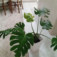 گل برگ انجیری وسانسوریا|گل و گیاه طبیعی|تهران, عبدل‌آباد|دیوار