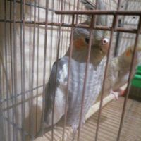 عروس هلندی|پرنده|تهران, پاسداران|دیوار