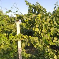 باغ-و-باغچه-نقلی-متراژ-600