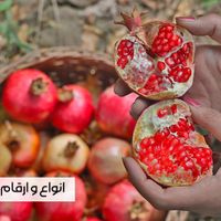 خرید مستقیم نهال از تولیدکننده، بدون واسطه|خدمات باغبانی و درختکاری|ارجمند, |دیوار