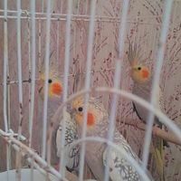 عروس هلندی دونه 600|پرنده|رشت, عینک|دیوار