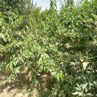 450متر-باغچه-پیشک