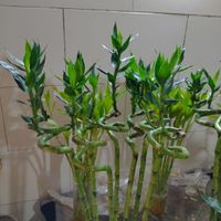 گل بامبو تایلندی جوانه ای ۱۰۰سانتی ضخیم تضمینی|گل و گیاه طبیعی|تهران, مسعودیه|دیوار