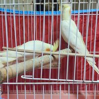 عروس هلندی|پرنده|رشت, عینک|دیوار