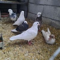 کبوتر|پرنده|ماکو, |دیوار