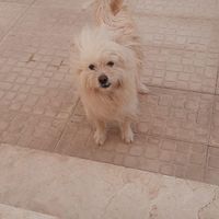 سگ پاکوتاه نر|سگ|شاهرود, |دیوار