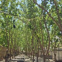 باغچه و تفریحگاه و اقامتگاه گردشگری|تور و چارتر|تهران, سرو آزاد|دیوار