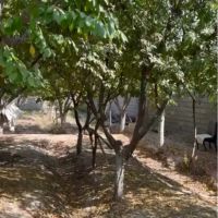باغچه-300-متری-پدم