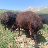 شیشک میش داشتی قزل مال نمونه داشتی|حیوانات مزرعه|ازنا, |دیوار