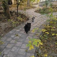 سالن-سوئت-باغ-ویلا-مناسب-باشگاه-ومزن-و-بیلیارد