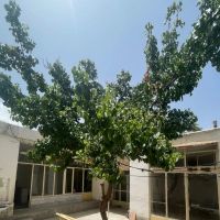 ویلایی-دربست