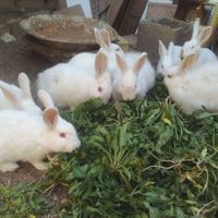 خرگوش چشم شرابی|موش و خرگوش|تایباد, |دیوار