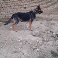 سگ ژرمن نگهبان ورک نر یکساله|سگ|تهران, تهران‌سر|دیوار