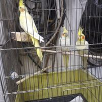 عروس هلندی لوتینو مولد همراه یک جوجه زعفرانی|پرنده|تهران, شهرک تختی|دیوار