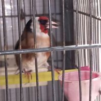 سهره قرص بخون|پرنده|تهران, عارف|دیوار