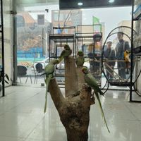 بورس شاه طوطی ملنگو گرینچیک کاملا دستی|پرنده|تهران, نارمک|دیوار