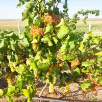 باغ-در-جاده-مهاباد-فروشی-4500متر