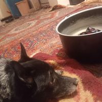 واگذاری سگ خانگی|سگ|تبریز, |دیوار