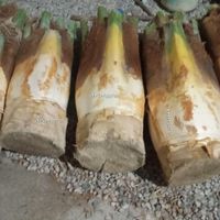 پنیرک نخل خرما گرده لقاح یمار نخل برحی ارد|خوردنی و آشامیدنی|اهواز, کوت عبدالله|دیوار