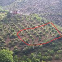 زمین-مسکونی-باغچه