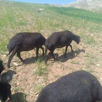 شیشک میش داشتی قزل مال نمونه داشتی|حیوانات مزرعه|ازنا, |دیوار