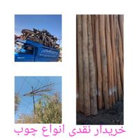 خریدار انواع چوب تر وخشک تیرکهنه سقفی ساختمان|عمده‌فروشی|همدان, |دیوار