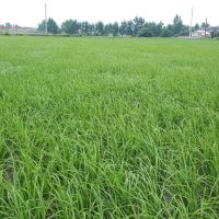 زمین-کشاورزی-16هزاری-متری-کیلومتر5-آمل-به-بابل