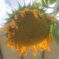 فروش-باغ-پسته-و-انگور-با-4-ساعت-آب-در-هفته