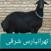 گوسفند زنده تهرانپارس پیروزی نارمک حکمیمه لویزان|حیوانات مزرعه|تهران, پیروزی|دیوار