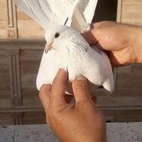 کفتر کبوتر پرشی|پرنده|تهران, آذری|دیوار
