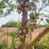 باغ میوه سنددار پیشوا|فروش زمین و ملک کلنگی|تهران, جردن|دیوار