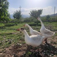 غاز و قو غاز|حیوانات مزرعه|ماکو, |دیوار