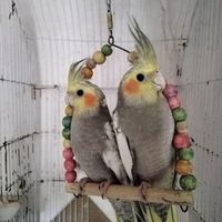 عروس هلندی مرواریدی|پرنده|علی‌آباد کتول, |دیوار