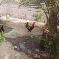 خروس دو رگ|پرنده|بلوک, |دیوار