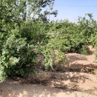 زمین-باغی-546-متر-دارای-درخت-انار