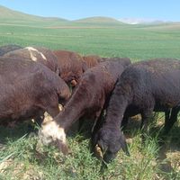 شیشک میش داشتی قزل مال نمونه داشتی|حیوانات مزرعه|ازنا, |دیوار