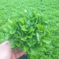 سبزه بهار نارنج|گل و گیاه طبیعی|تهران, عبدل‌آباد|دیوار
